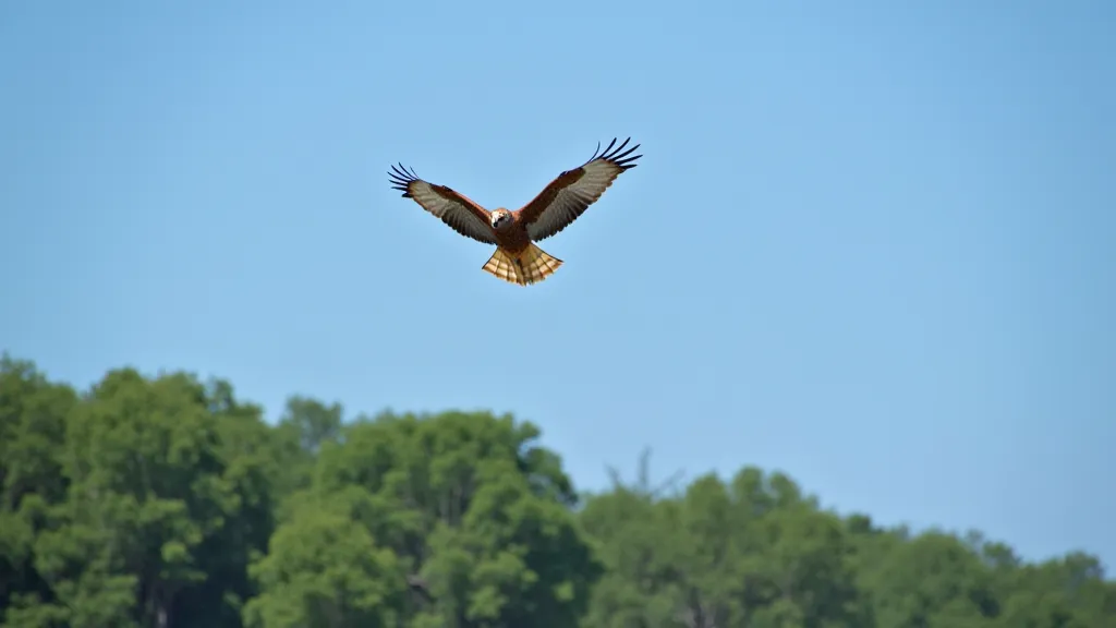 Red-tailed hawk in flight