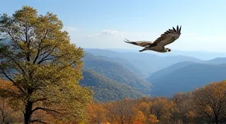 Birding in the Appalachian Mountains: A Seasonal Guide