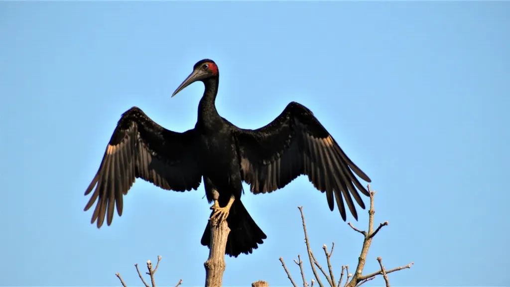 Anhinga drying its wings
