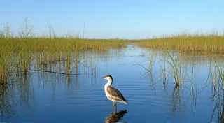 Top 5 Birding Hotspots in the Florida Everglades