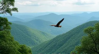 Birding in the Appalachian Mountains: A Seasonal Guide