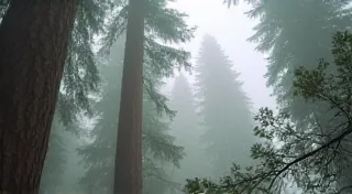 Best Birding Spots in California's Redwood Forests